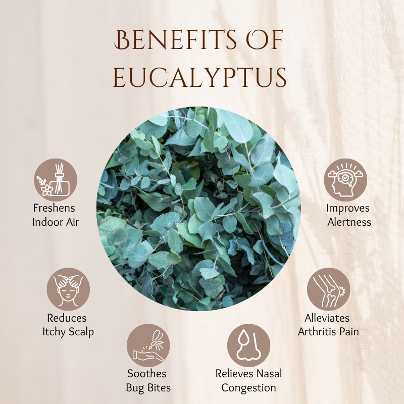 Eucalyptus - 30 ml